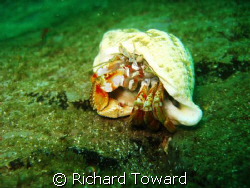 Close Up Hermit Crab by Richard Toward 